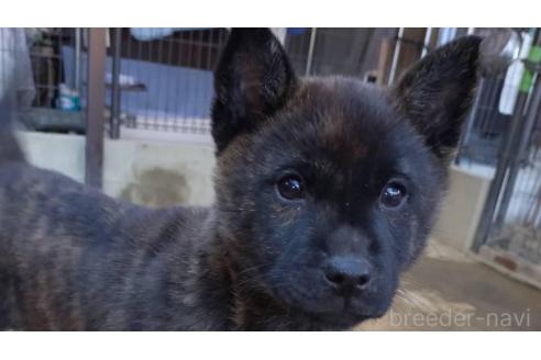 成約済の岡山県の甲斐犬-370769の6枚目