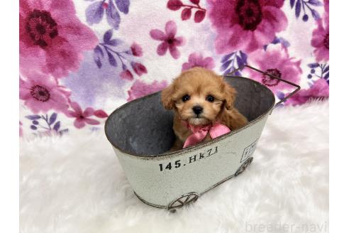 成約済の兵庫県のビションプー:ビションフリーゼ×トイプードル-371073の3枚目