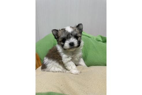 成約済の滋賀県のチワマル:チワワ×マルチーズ-366428の19枚目