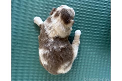 成約済の山梨県のオーストラリアンシェパード-367402の7枚目
