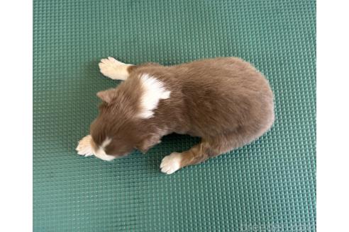 成約済の山梨県のオーストラリアンシェパード-367404の11枚目