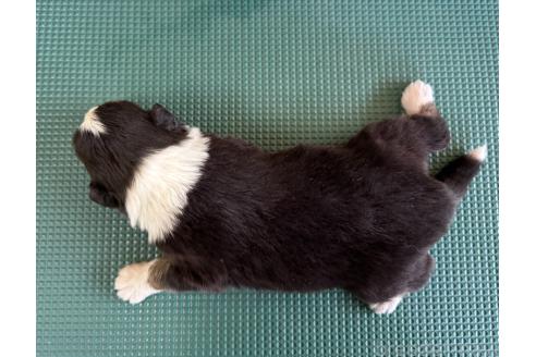 成約済の山梨県のオーストラリアンシェパード-367406の6枚目