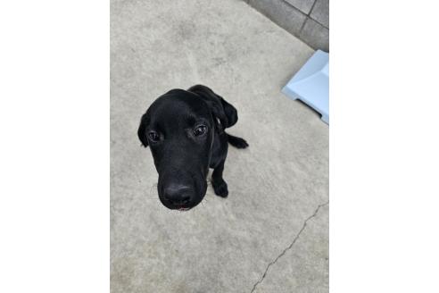 成約済の群馬県のミックス犬-369260の6枚目