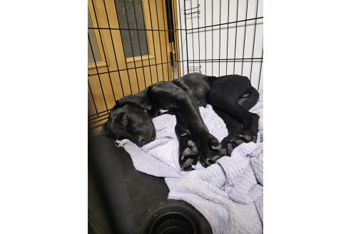 成約済の群馬県のミックス犬-369260の4枚目