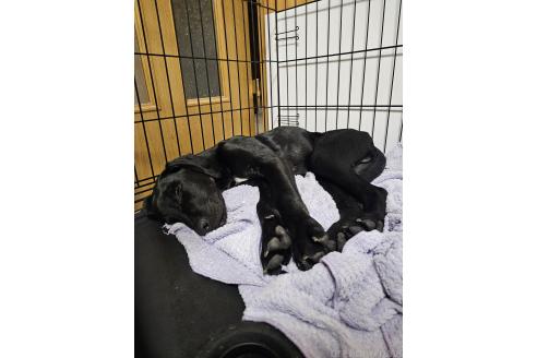 成約済の群馬県のミックス犬-369260の3枚目
