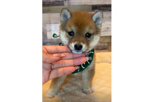 成約済の茨城県の豆柴-370818の5枚目
