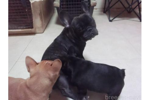 ののフレンチブルドッグ-