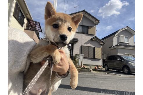 成約済の埼玉県の豆柴-370870の3枚目