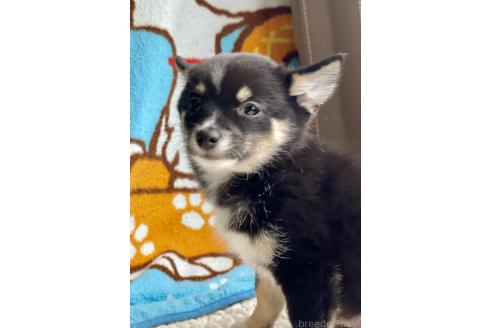 成約済の大分県のミックス犬-363420の4枚目