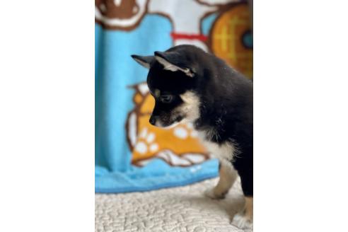 成約済の大分県のミックス犬-363420の3枚目