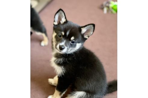 成約済の大分県のミックス犬-363420の2枚目