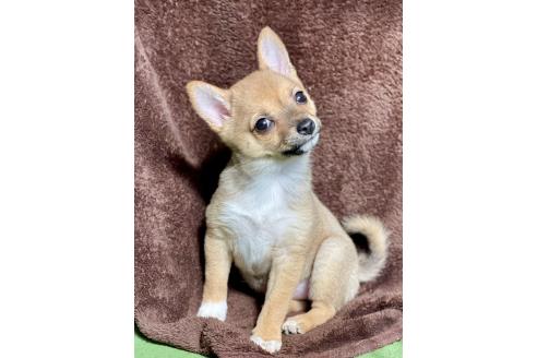 成約済の大分県のミックス犬-364100の3枚目