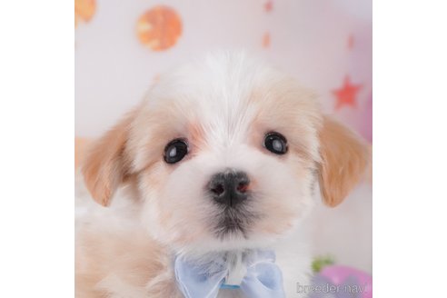 成約済の千葉県のミックス犬-370846の1枚目