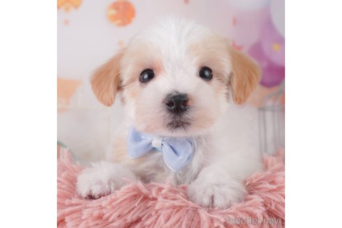 成約済の千葉県のミックス犬-370846の3枚目