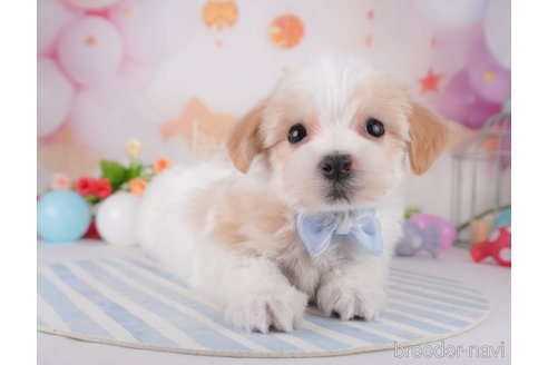 成約済の千葉県のミックス犬-370846の5枚目