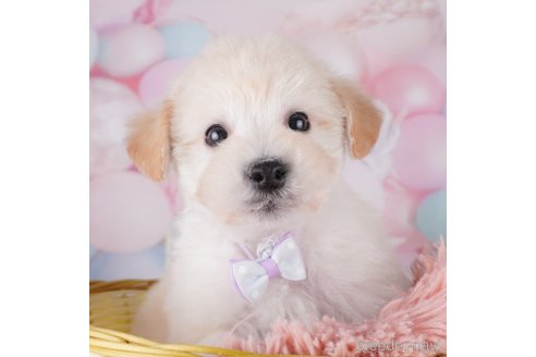 成約済の千葉県のミックス犬-370848の5枚目