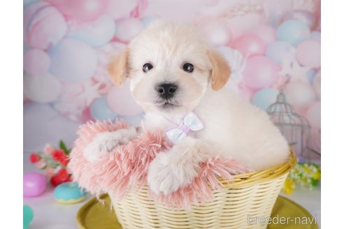 成約済の千葉県のミックス犬-370848の6枚目