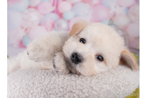 成約済の千葉県のミックス犬-370848の4枚目