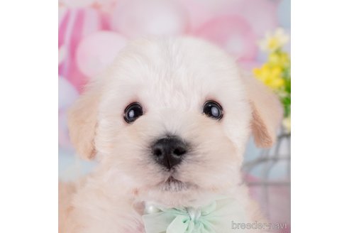 販売中の千葉県のミックス犬-370841