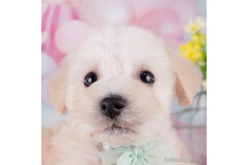 成約済の千葉県のミックス犬-370841の6枚目