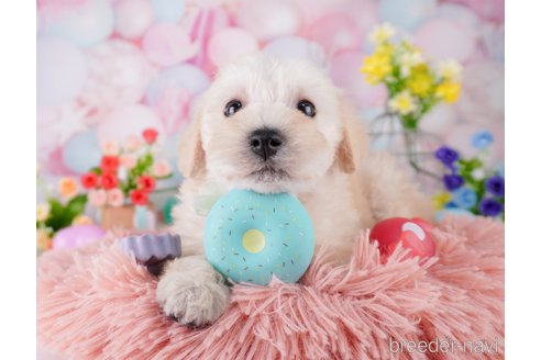 成約済の千葉県のミックス犬-370841の7枚目