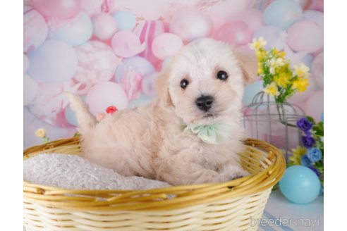 成約済の千葉県のミックス犬-370841の3枚目