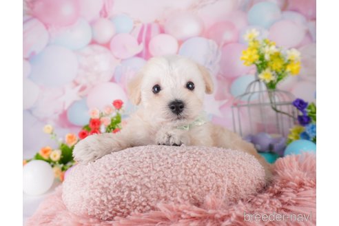 成約済の千葉県のミックス犬-370841の4枚目