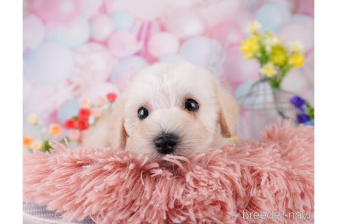 成約済の千葉県のミックス犬-370841の1枚目