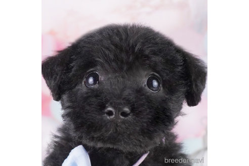 成約済の千葉県のミックス犬-370840の1枚目