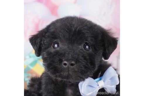 成約済の千葉県のミックス犬-370840の7枚目