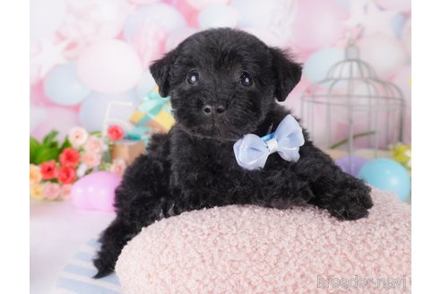 成約済の千葉県のミックス犬-370840の6枚目