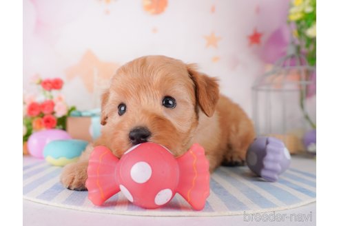 成約済の千葉県のミックス犬-370839の4枚目