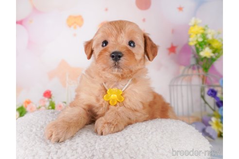 成約済の千葉県のミックス犬-370839の7枚目