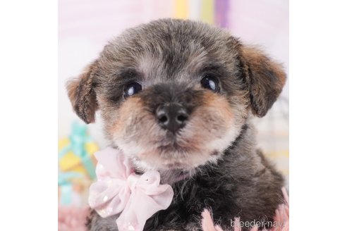 成約済ののミックス犬-370838