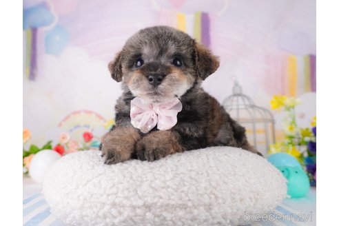 成約済の千葉県のミックス犬-370838の7枚目