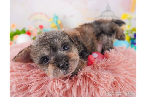 成約済の千葉県のミックス犬-370838の4枚目