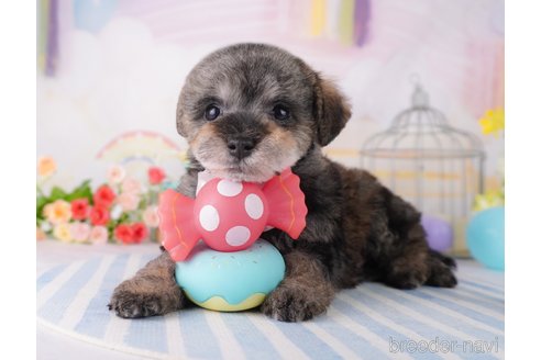 成約済の千葉県のミックス犬-370838の3枚目
