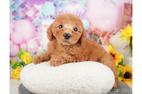 成約済の千葉県のトイプードル-370739の5枚目