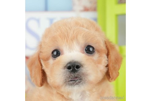 成約済の千葉県のミックス犬-370735の1枚目