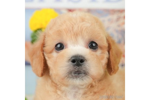 成約済の千葉県のミックス犬-370735の3枚目