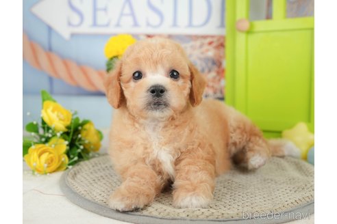 成約済の千葉県のミックス犬-370735の4枚目