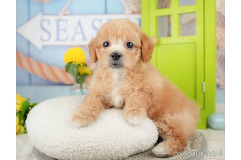成約済の千葉県のミックス犬-370735の5枚目