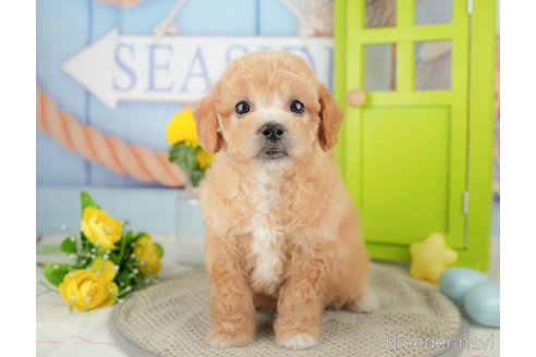 成約済の千葉県のミックス犬-370735の6枚目