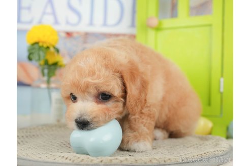 成約済の千葉県のミックス犬-370735の7枚目