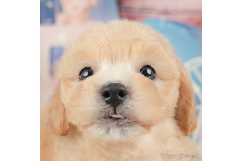 成約済の千葉県のミックス犬-370734の1枚目