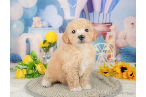 成約済の千葉県のミックス犬-370734の3枚目