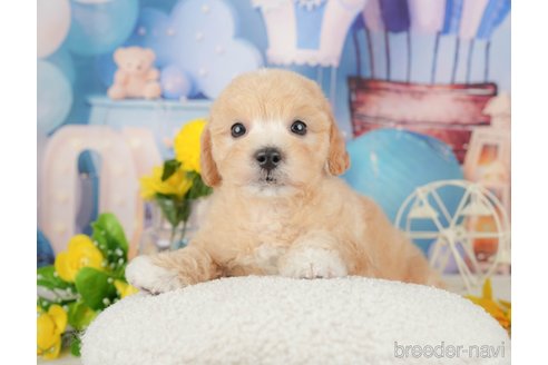 成約済の千葉県のミックス犬-370734の4枚目