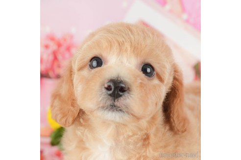 成約済ののミックス犬-370733