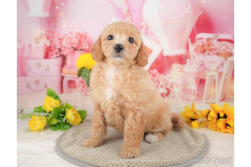 成約済の千葉県のミックス犬-370733の6枚目