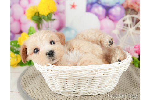 成約済の千葉県のミックス犬-370728の6枚目